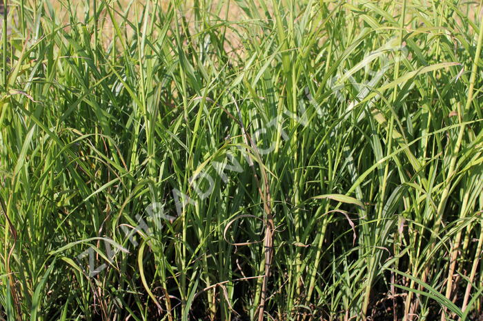 Ozdobnice - Miscanthus transmorrisonensis