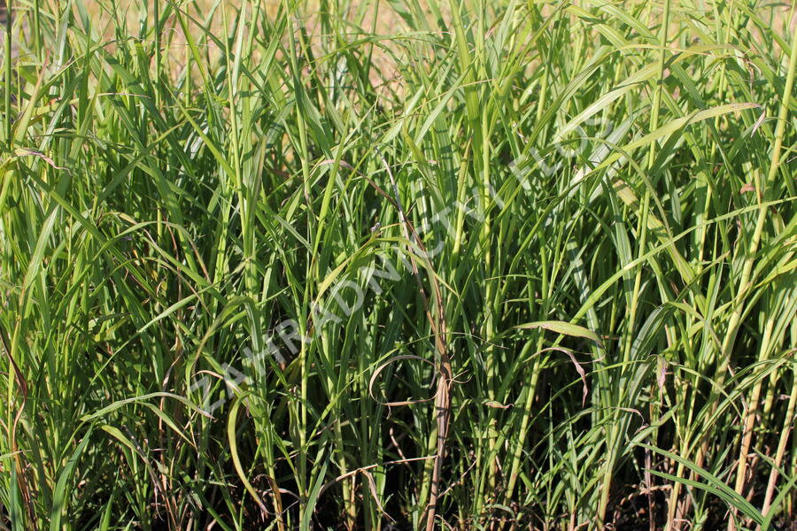 Ozdobnice - Miscanthus transmorrisonensis