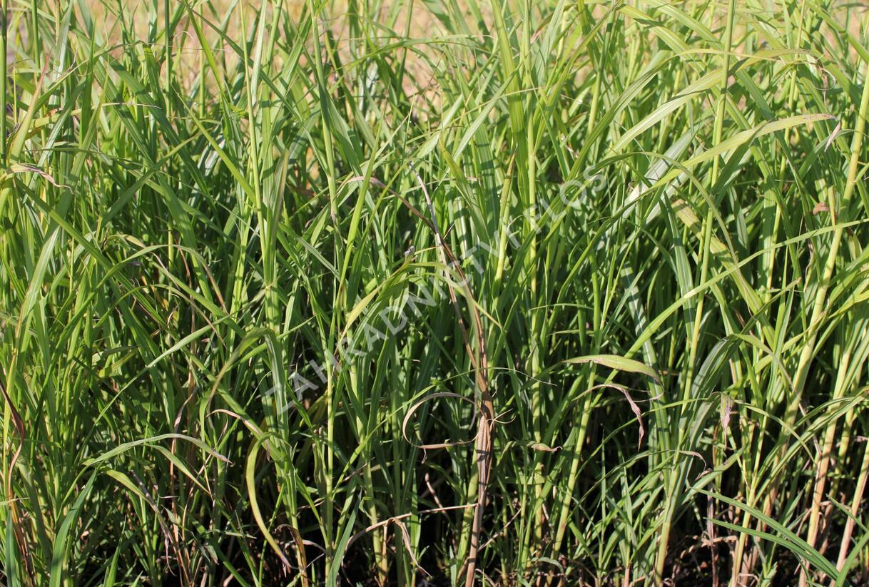 Ozdobnice - Miscanthus transmorrisonensis