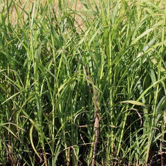 Ozdobnice - Miscanthus transmorrisonensis