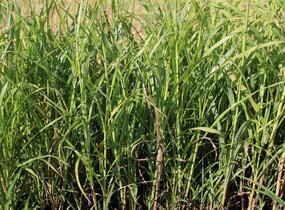 Ozdobnice - Miscanthus transmorrisonensis