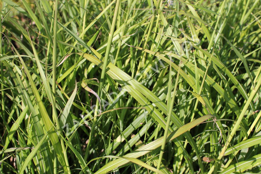 Ozdobnice - Miscanthus transmorrisonensis