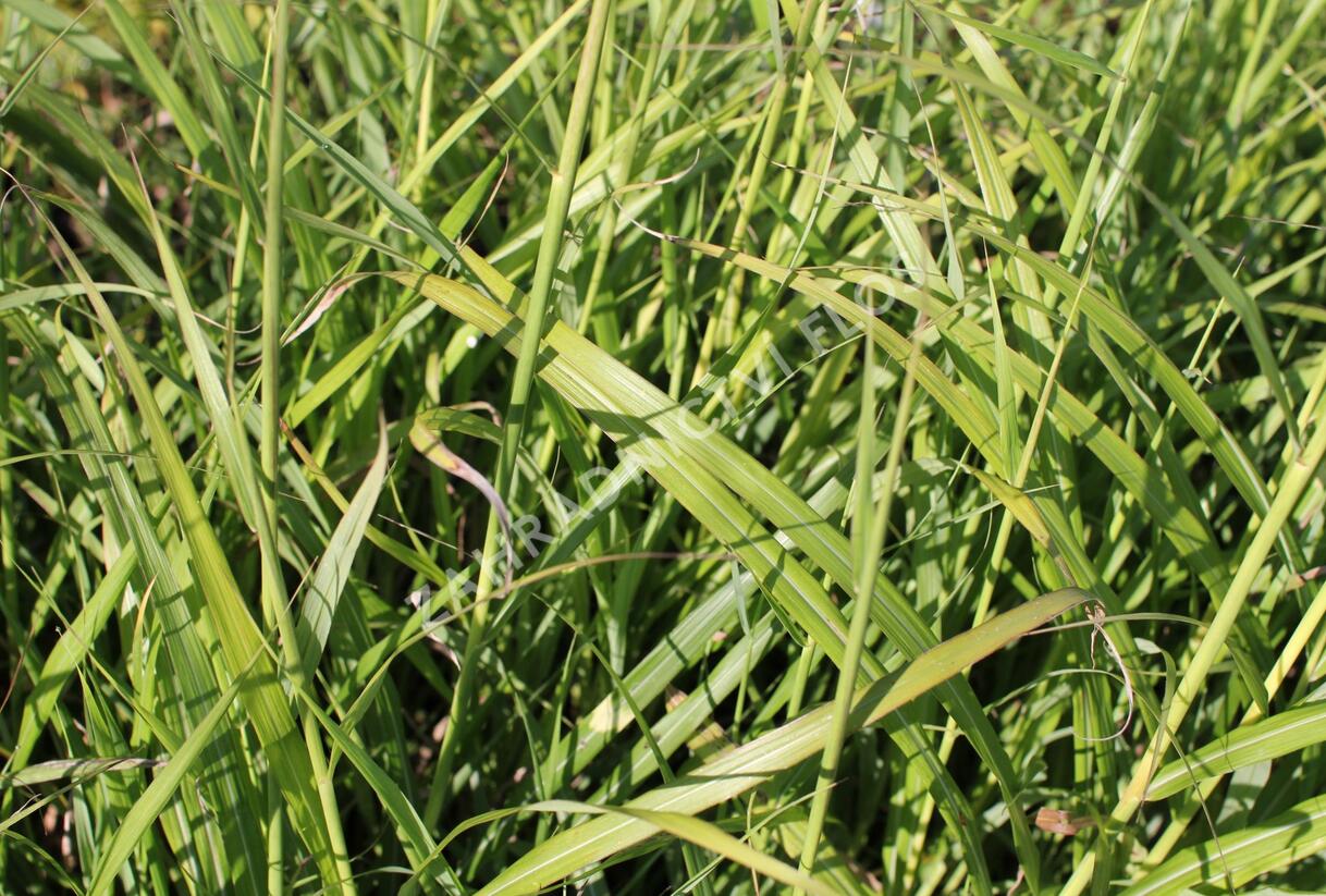 Ozdobnice - Miscanthus transmorrisonensis
