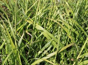 Ozdobnice - Miscanthus transmorrisonensis