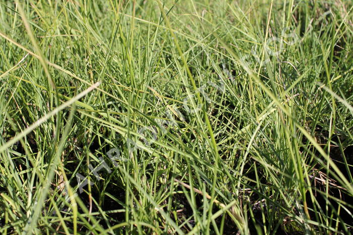 Pěchava podzimní - Sesleria autumnalis