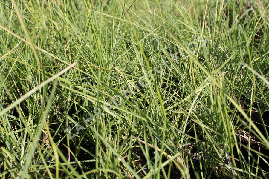 Pěchava podzimní - Sesleria autumnalis
