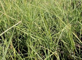 Pěchava podzimní - Sesleria autumnalis