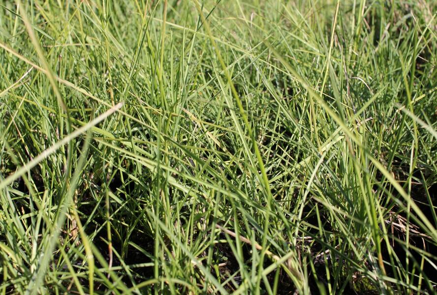 Pěchava podzimní - Sesleria autumnalis