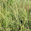 Pěchava podzimní - Sesleria autumnalis