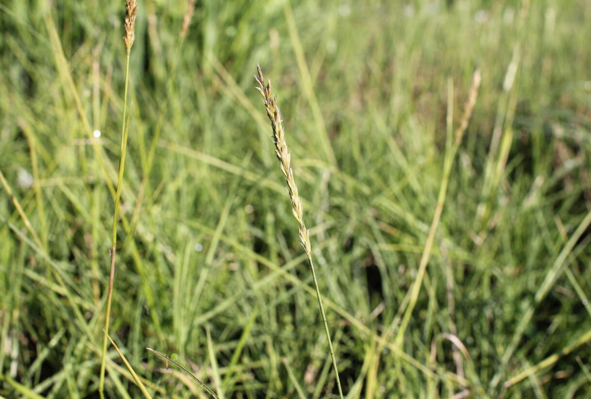 Pěchava podzimní - Sesleria autumnalis
