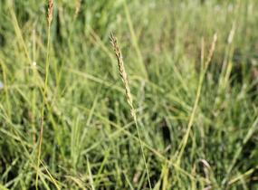 Pěchava podzimní - Sesleria autumnalis