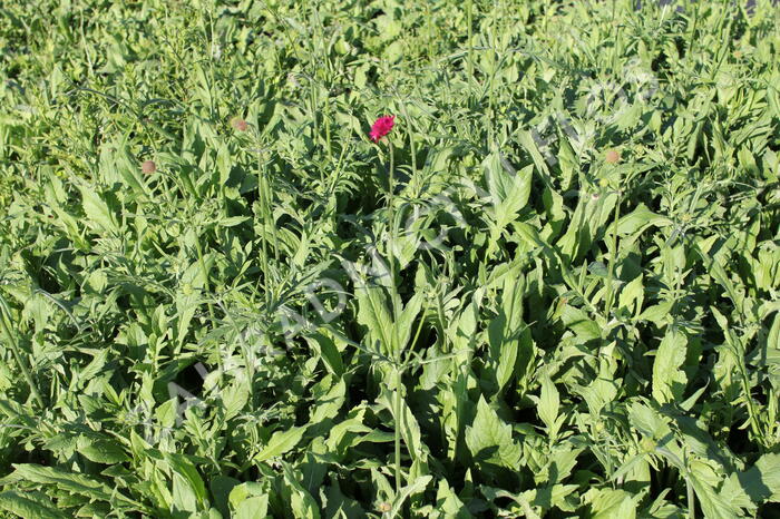 Chrastavec - Knautia macedonica