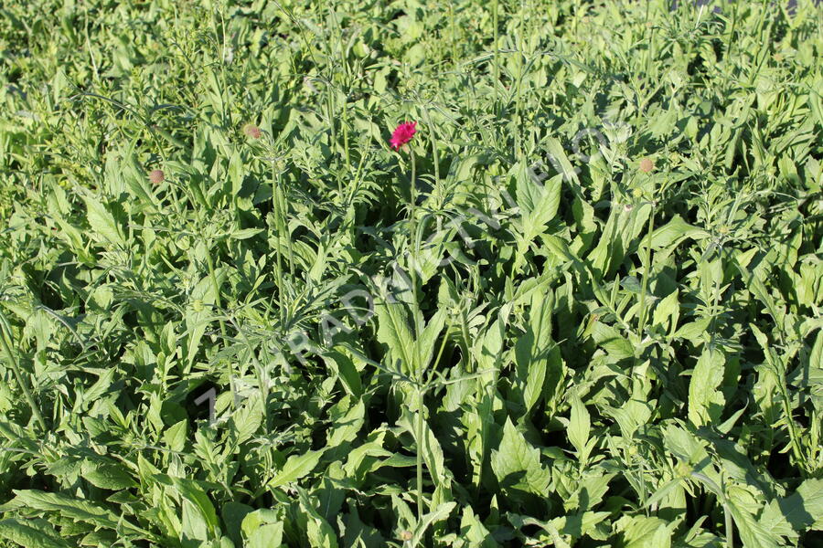 Chrastavec - Knautia macedonica