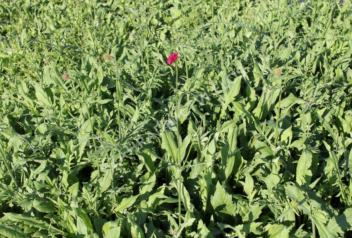 Chrastavec - Knautia macedonica