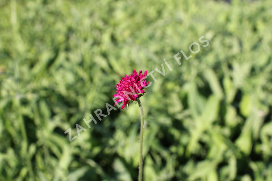 Chrastavec - Knautia macedonica