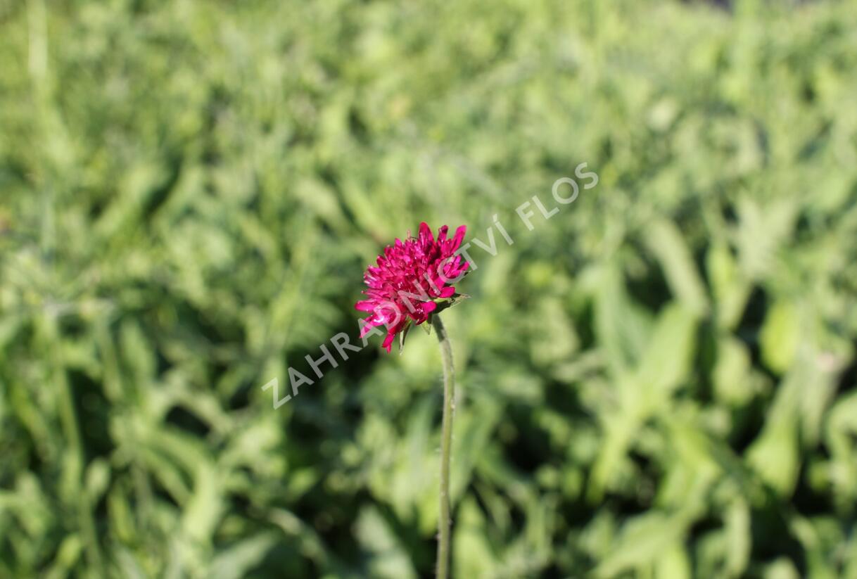 Chrastavec - Knautia macedonica