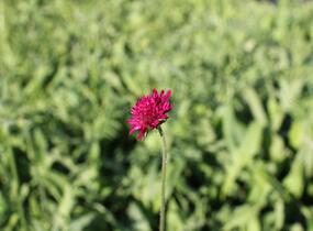 Chrastavec - Knautia macedonica