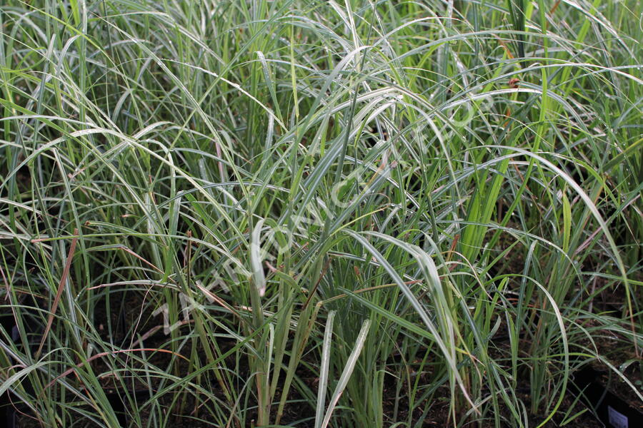 Ozdobnice čínská 'Red Chief' - Miscanthus sinensis 'Red Chief'