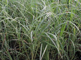 Ozdobnice čínská 'Red Chief' - Miscanthus sinensis 'Red Chief'