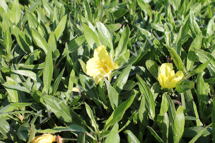 Pupalka velkoplodá - Oenothera macrocarpa (missouriensis)