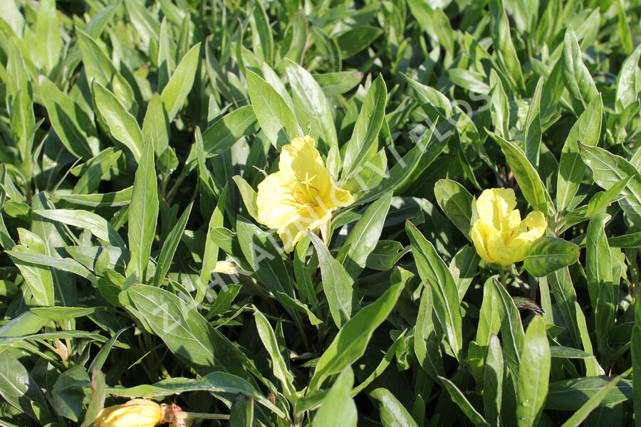 Pupalka velkoplodá - Oenothera macrocarpa (missouriensis)