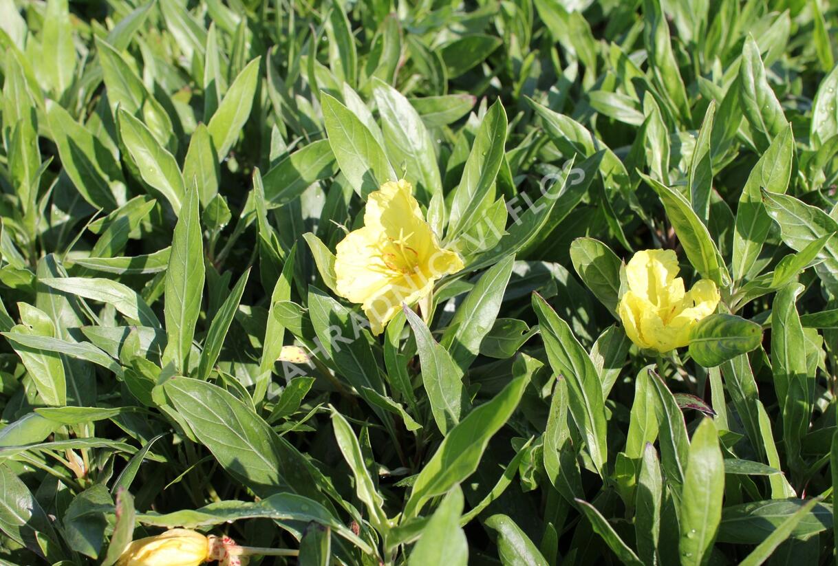 Pupalka velkoplodá - Oenothera macrocarpa (missouriensis)