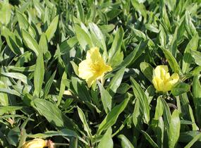 Pupalka velkoplodá - Oenothera macrocarpa (missouriensis)