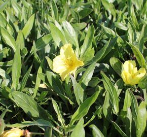 Pupalka velkoplodá - Oenothera macrocarpa (missouriensis)