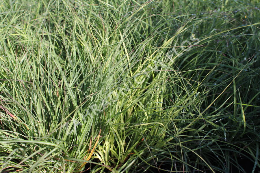 Ozdobnice čínská 'Yaka Dance' - Miscanthus sinensis 'Yaka Dance'