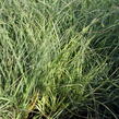 Ozdobnice čínská 'Yaka Dance' - Miscanthus sinensis 'Yaka Dance'