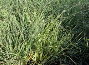 Ozdobnice čínská 'Yaka Dance' - Miscanthus sinensis 'Yaka Dance'