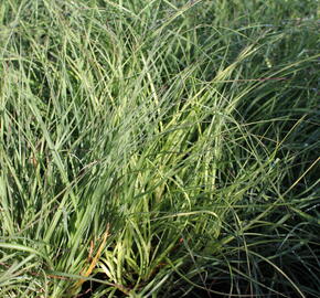 Ozdobnice čínská 'Yaka Dance' - Miscanthus sinensis 'Yaka Dance'