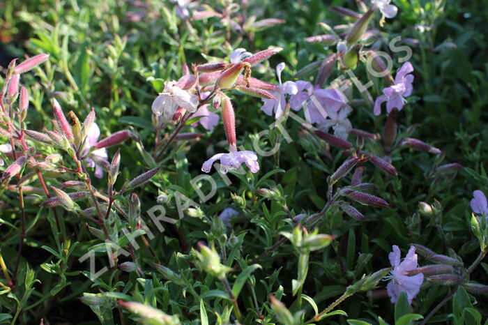 Mydlice 'Max Frei' - Saponaria x lempergii 'Max Frei'
