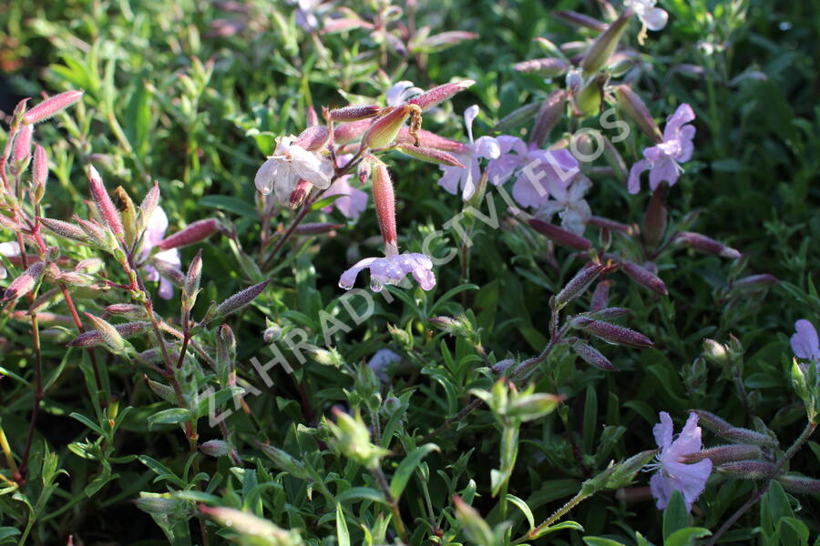 Mydlice 'Max Frei' - Saponaria x lempergii 'Max Frei'