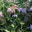 Mydlice 'Max Frei' - Saponaria x lempergii 'Max Frei'
