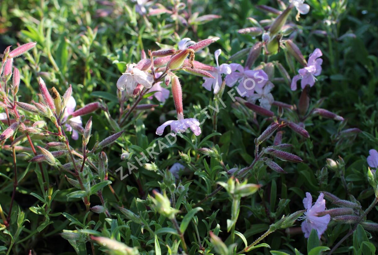 Mydlice 'Max Frei' - Saponaria x lempergii 'Max Frei'