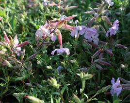 Mydlice 'Max Frei'