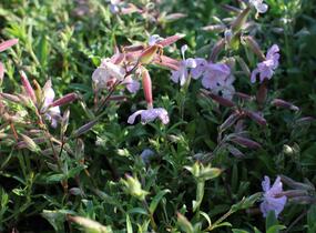 Mydlice 'Max Frei' - Saponaria x lempergii 'Max Frei'