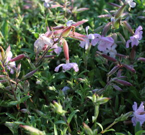 Mydlice 'Max Frei' - Saponaria x lempergii 'Max Frei'