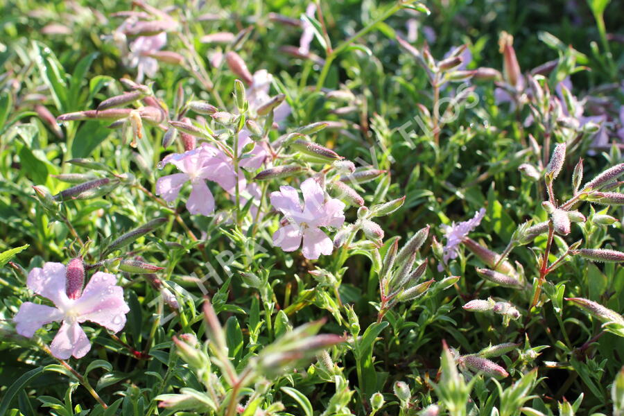 Mydlice 'Max Frei' - Saponaria x lempergii 'Max Frei'