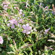 Mydlice 'Max Frei' - Saponaria x lempergii 'Max Frei'