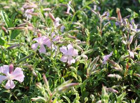Mydlice 'Max Frei' - Saponaria x lempergii 'Max Frei'