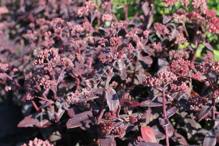 Rozchodník nachový 'Marina'® - Sedum telephium 'Marina'®