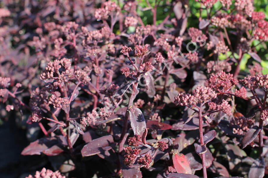 Rozchodník nachový 'Marina'® - Sedum telephium 'Marina'®