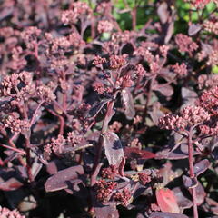 Rozchodník nachový 'Marina'® - Sedum telephium 'Marina'®