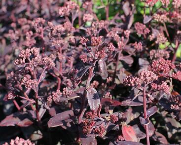 Rozchodník nachový 'Marina'®