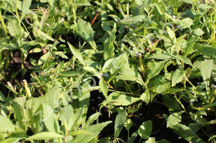 Zlatobýl 'Ducky' - Solidago 'Ducky'