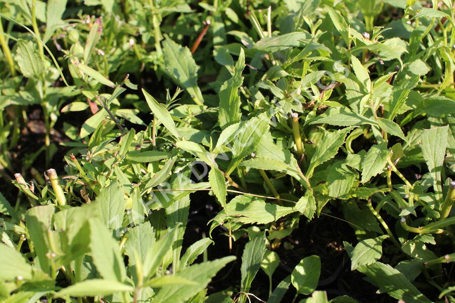 Zlatobýl 'Ducky' - Solidago 'Ducky'