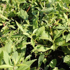 Zlatobýl 'Ducky' - Solidago 'Ducky'