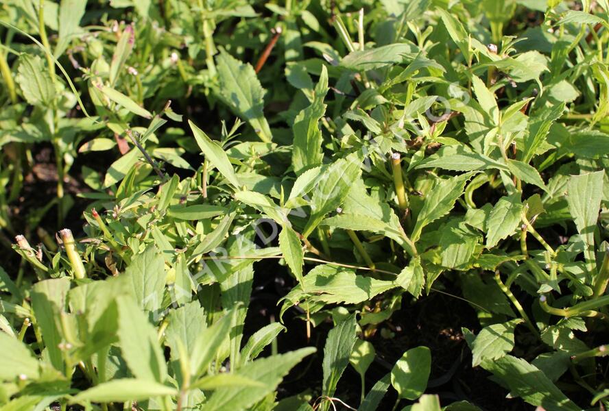 Zlatobýl 'Ducky' - Solidago 'Ducky'
